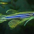 zebrafish-fins