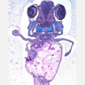 zebrafish-limbs