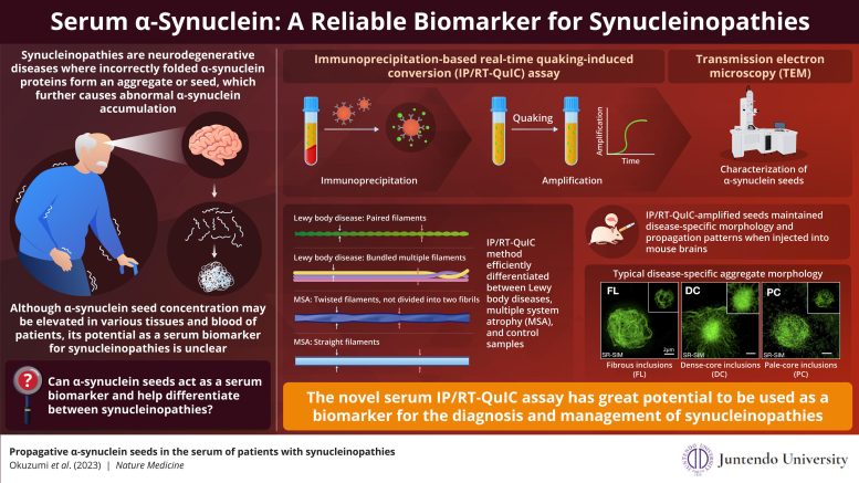 α Synuclein Seeds Infographic