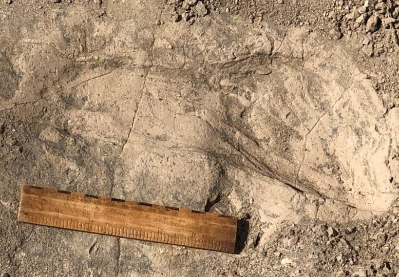 1.4 Million Year Old Footprint From Kenya