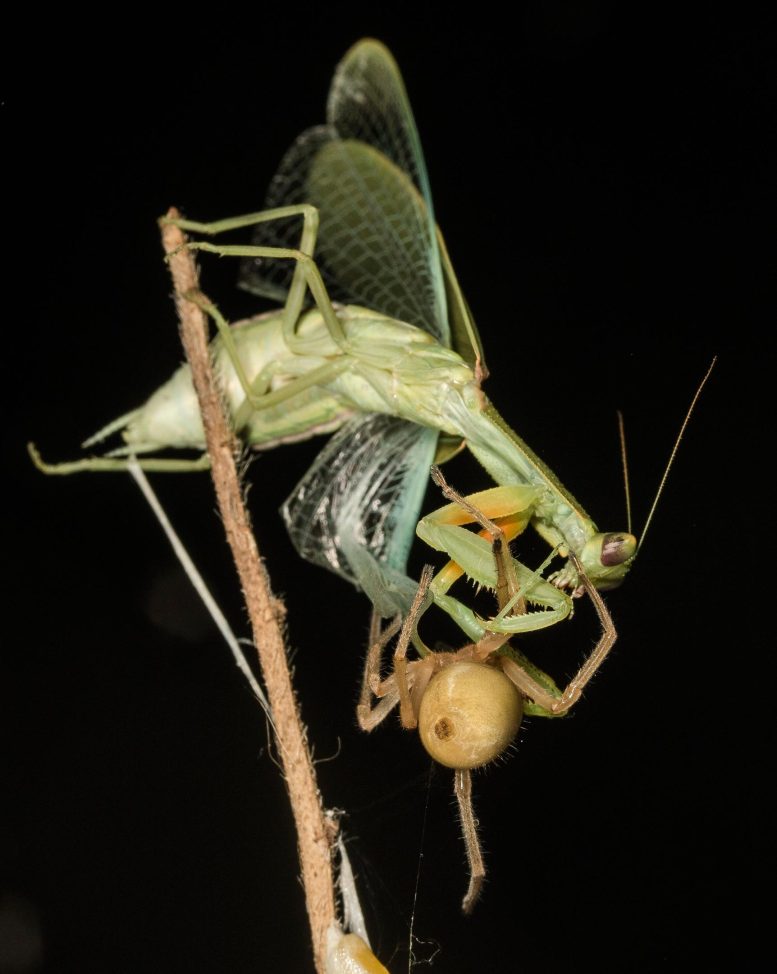 Highly Commended: "Green Mantis" by Damien Esquerré