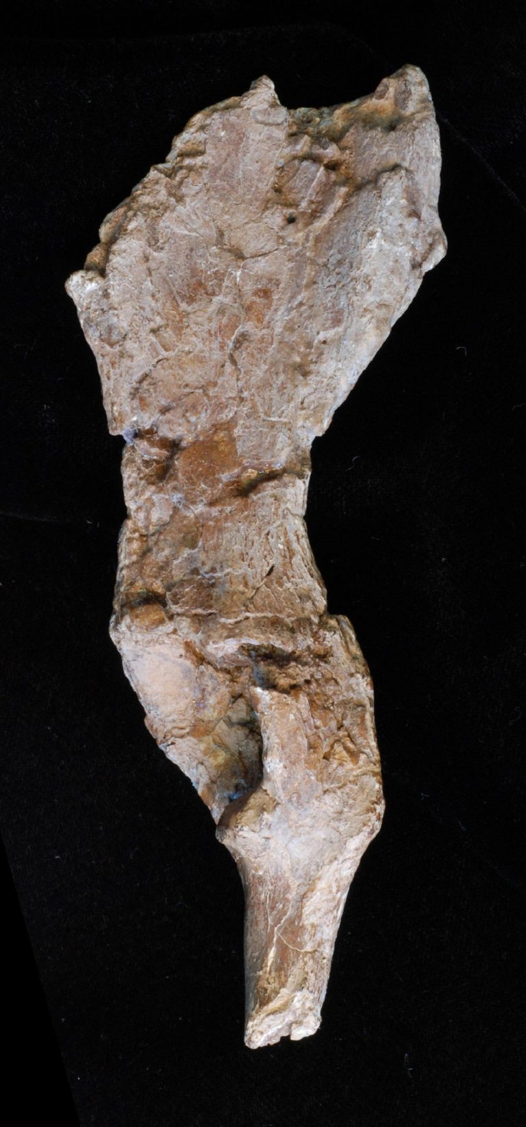 New View of Human Evolution Unearthed by Rare 10 Million-Year-Old ...