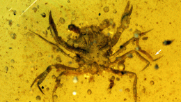 100-Million-Year-Old Crab in Amber