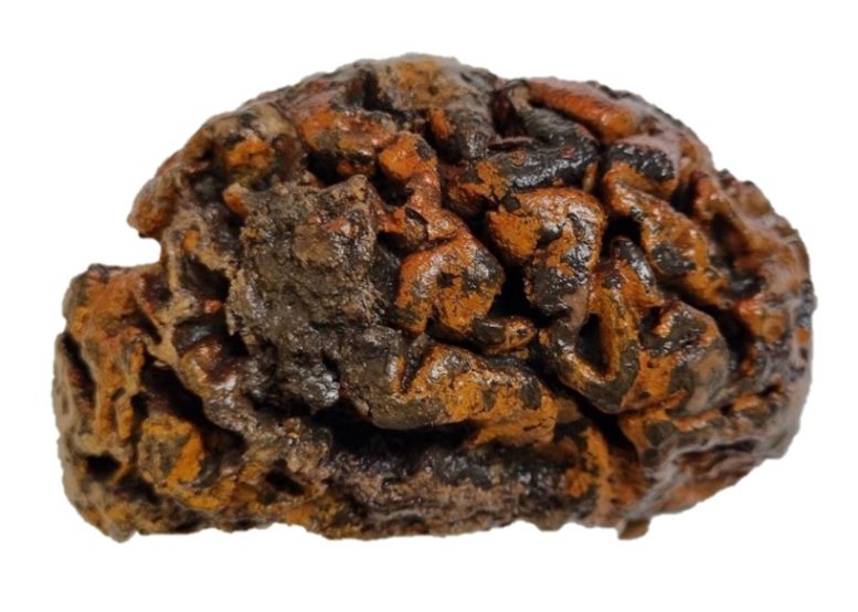 1,000 Year Old Brain of an Individual Excavated From the 10th Century Churchyard of Sint Maartenskerk