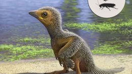127 Million Years Old Baby Bird Fossil Sheds Light on Avian Evolution
