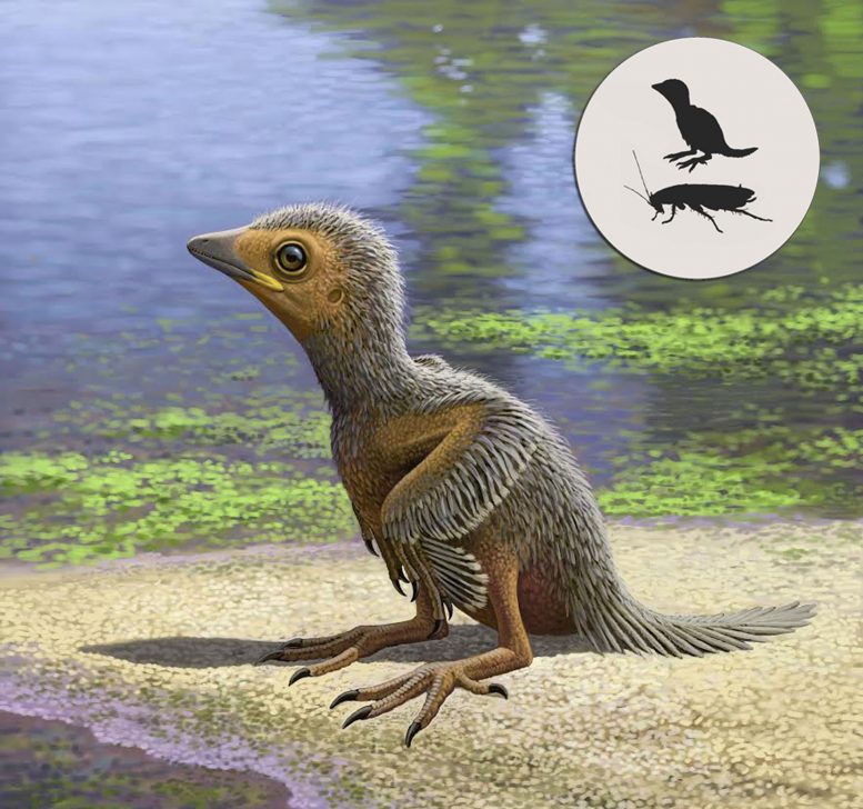 127 Million Years Old Baby Bird Fossil Sheds Light on Avian Evolution