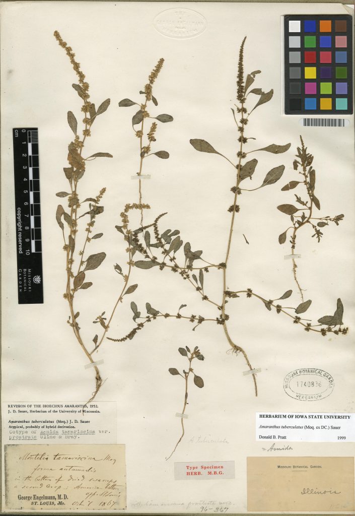 155 Year Old Waterhemp Specimen
