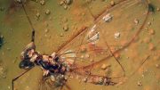16 million-year-old amber specimen