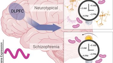 2 Hour Cyclic Gene Activity Found in Schizophrenic Brains