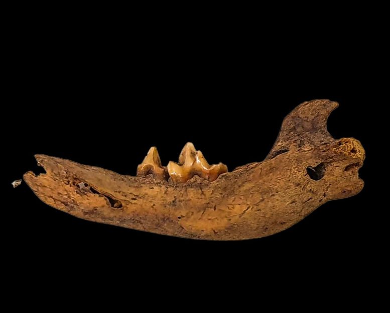 2241-Year-Old Female Dingo Jaw