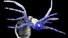 305 Million-Year-Old Early Spider Fossil