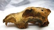 33,000 year old skull of a domesticated dog found in Siberia.