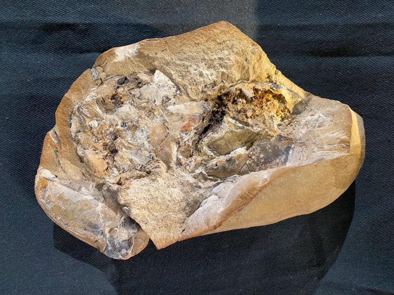 380-Million-Year Old Heart Fossil