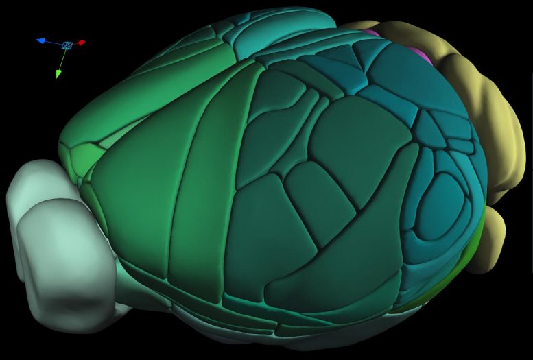 3D Allen Mouse Brain Common Coordinate Framework