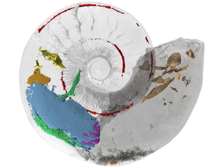 3D Ammonite Model