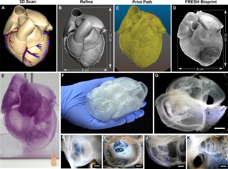 3D Bioprinted Heart Imaging Data