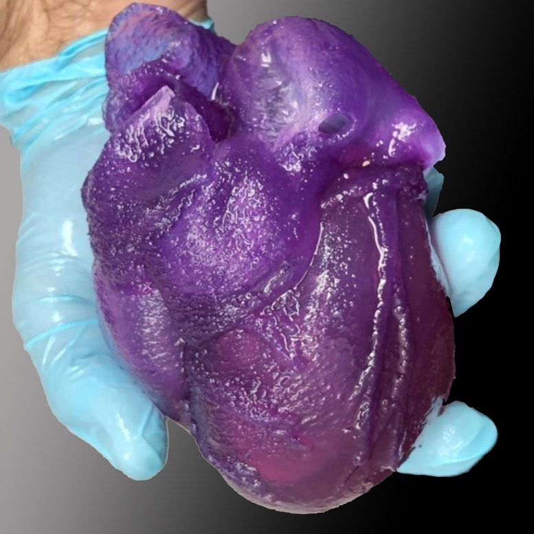 3D Bioprinted Heart Model