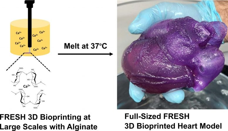 3D Bioprinting a Heart