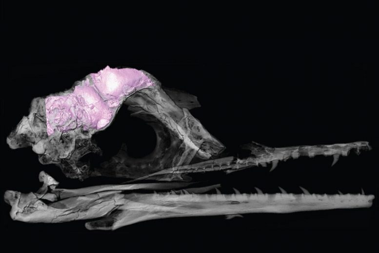 3D Brain Model Ichthyornis