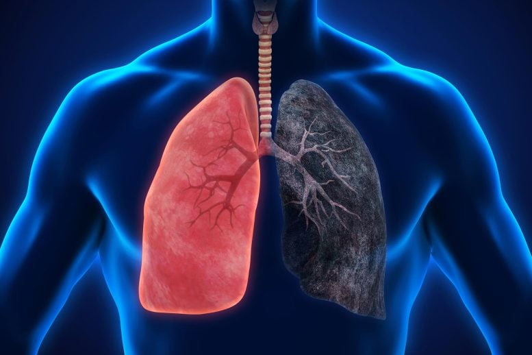 Why Aging Lungs Turn Mild Infections Into Life-Threatening Illness