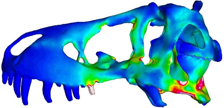 3D Image of a T Rex Skull