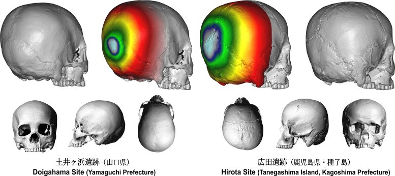 Тривимірні зображення черепів, викопаних із місць Дойгахама та Хірота