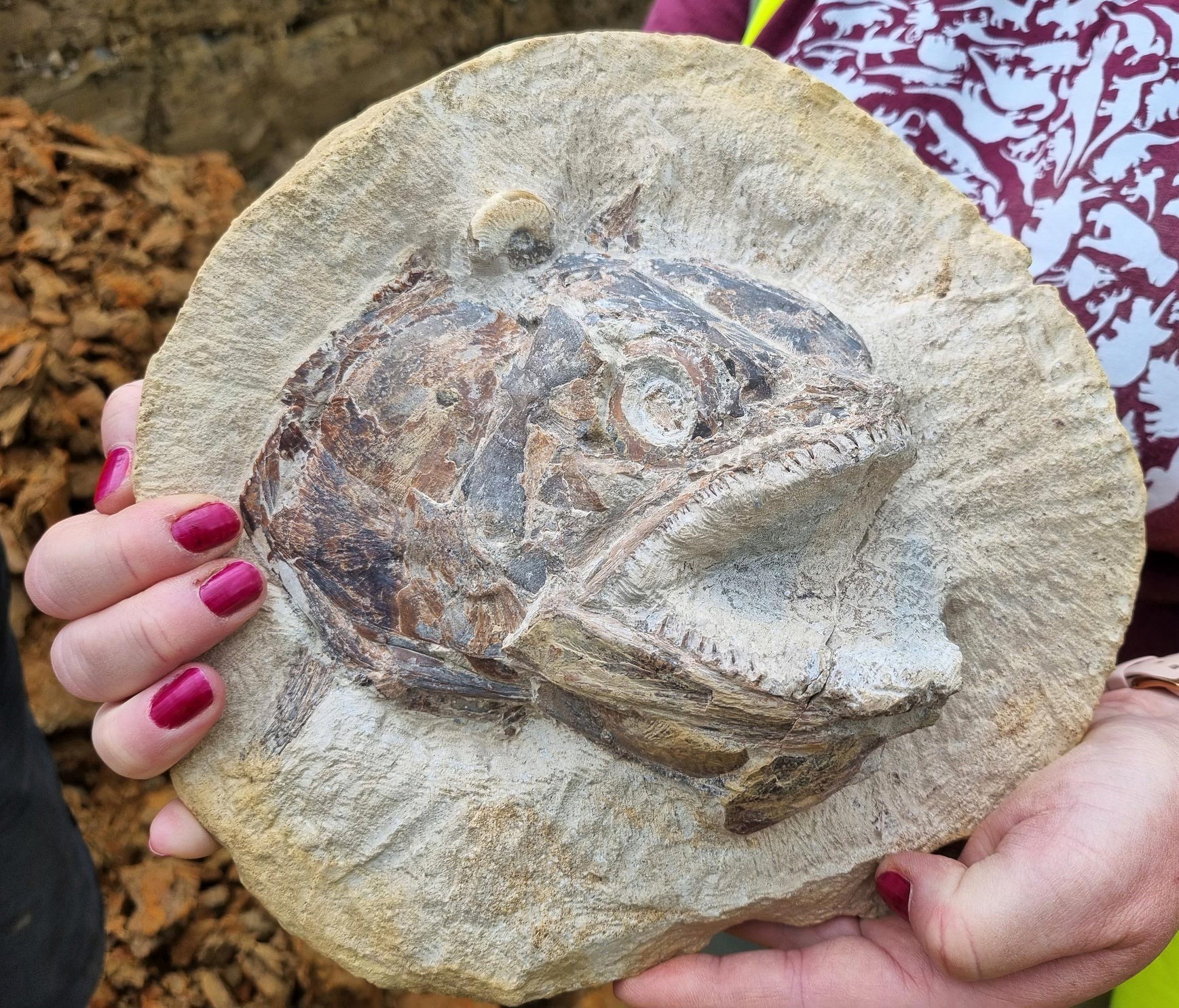 Prähistorische Fossilienjagd auf der Farm – Erkunden Sie die Jura-Meereswelt auf einem Bauernfeld