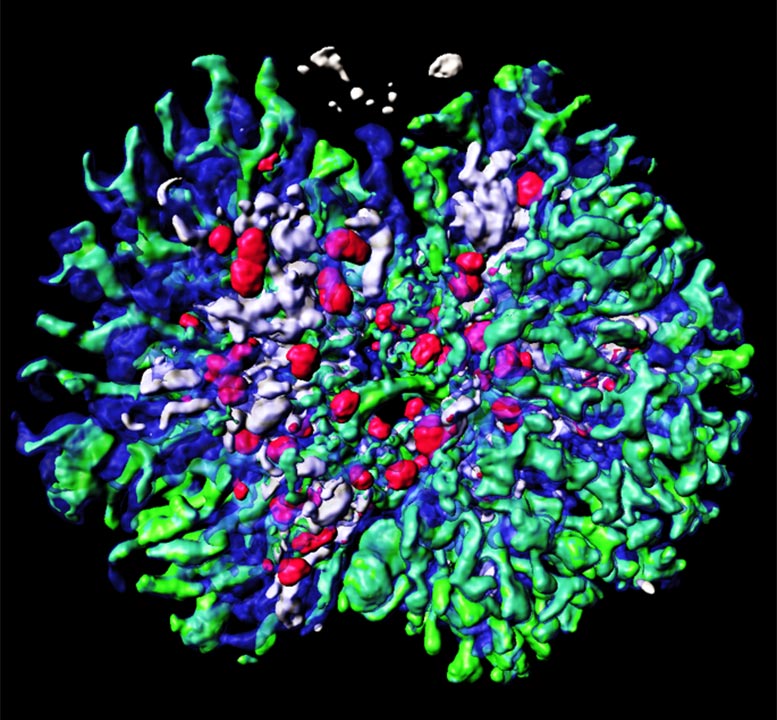 3D Kidney Structures Generated From Cultured Mouse Embryonic Stem Cells