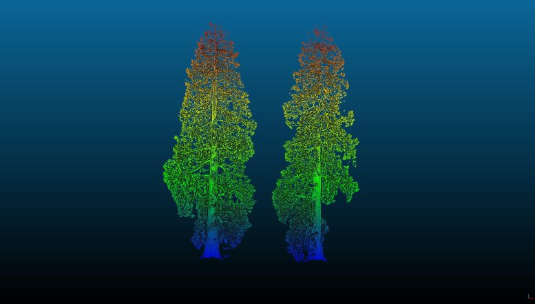 3D Laser Scan of Two Giant Sequoias