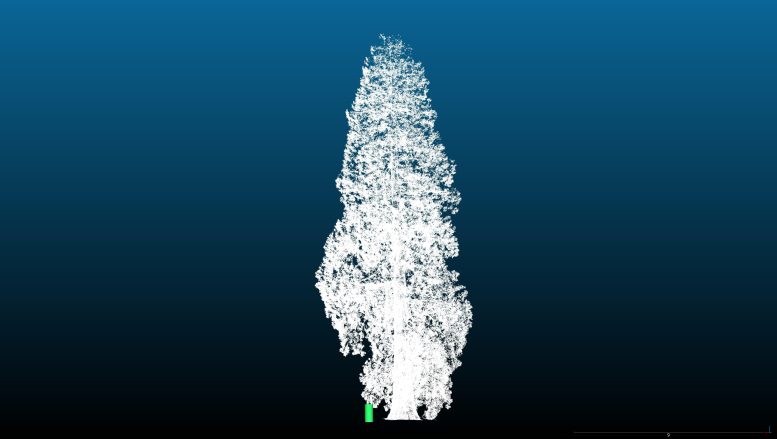 סריקת לייזר תלת מימדית של סקוויה ענקית עם בלוק ירוק שיייצג את גובהו של אדם