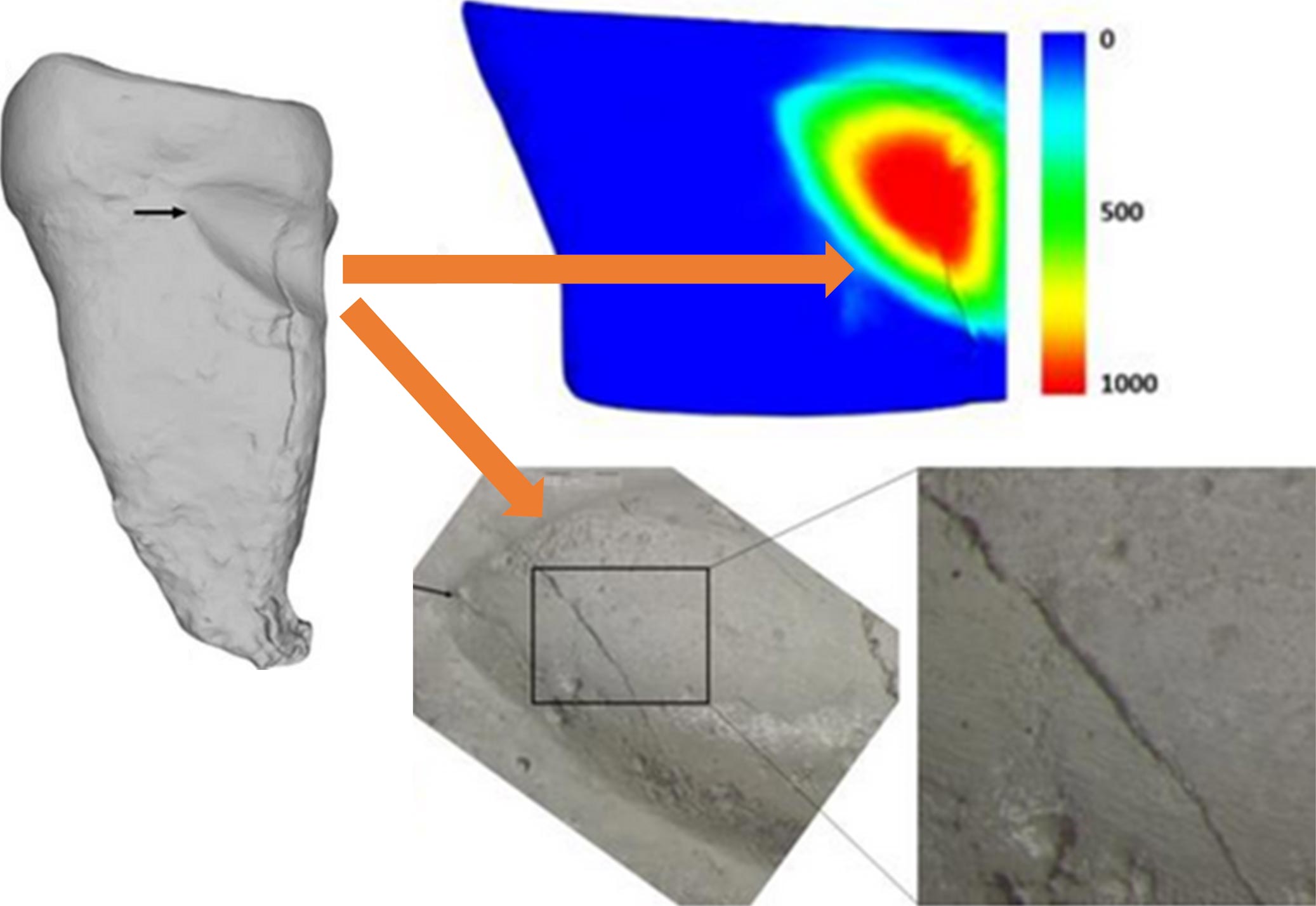 3D Mapping of Orangutan Tooth Root Wear