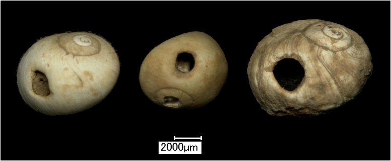 3D Microscope Images of the Mesolithic Shell Beads