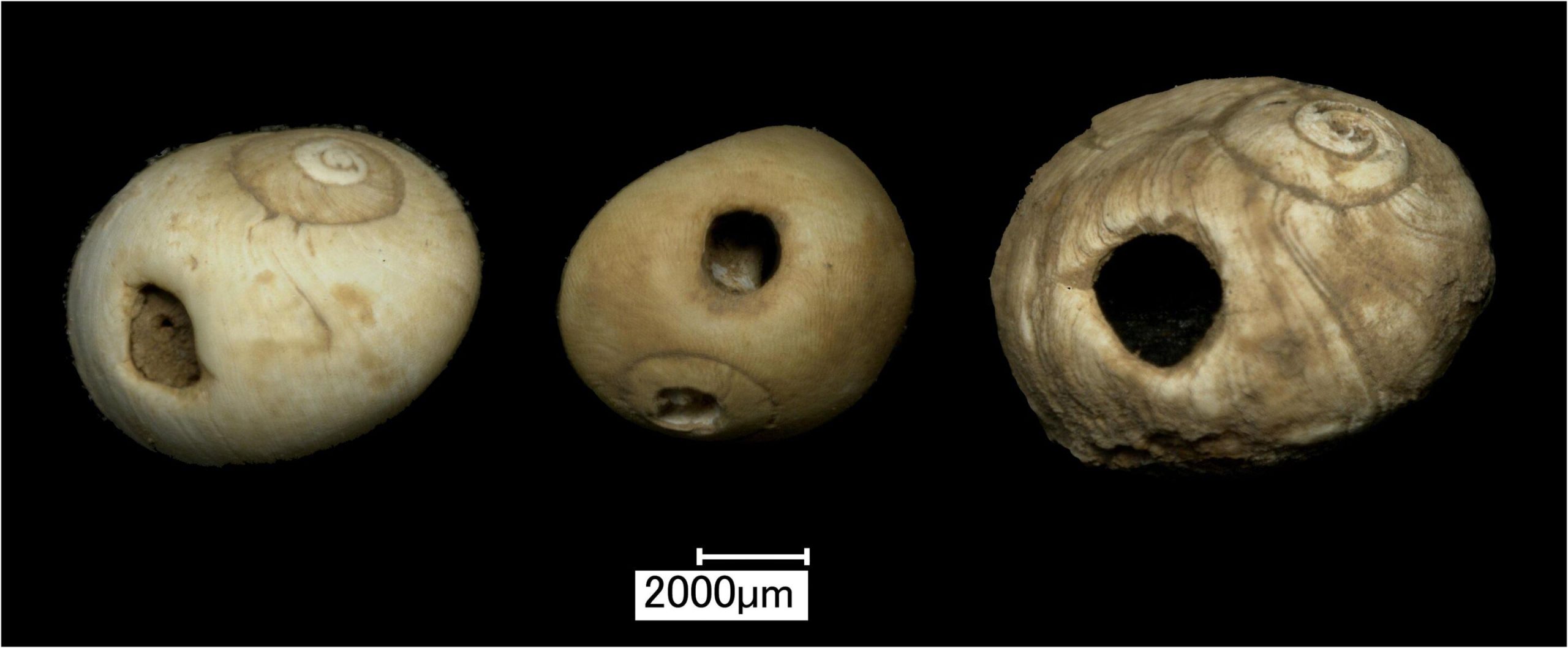 3D microscope images of Mesolithic shell beads