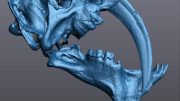 3D Model Saber Tooth