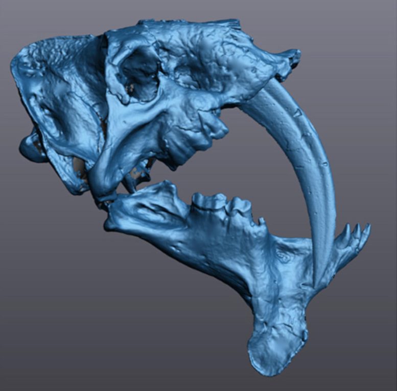 3D Model Saber Tooth