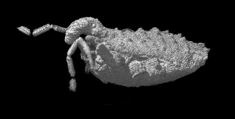 3D Model of Balticolasma Wunderlichi