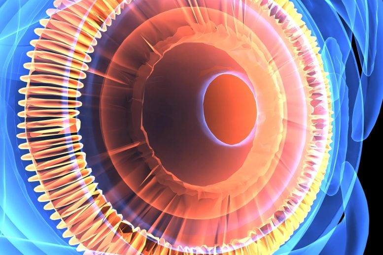 3D Model of Human Eye