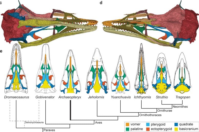 3D Model of Skull of the Chicago Archaeopteryx and the Palatal Evolution in Paravians