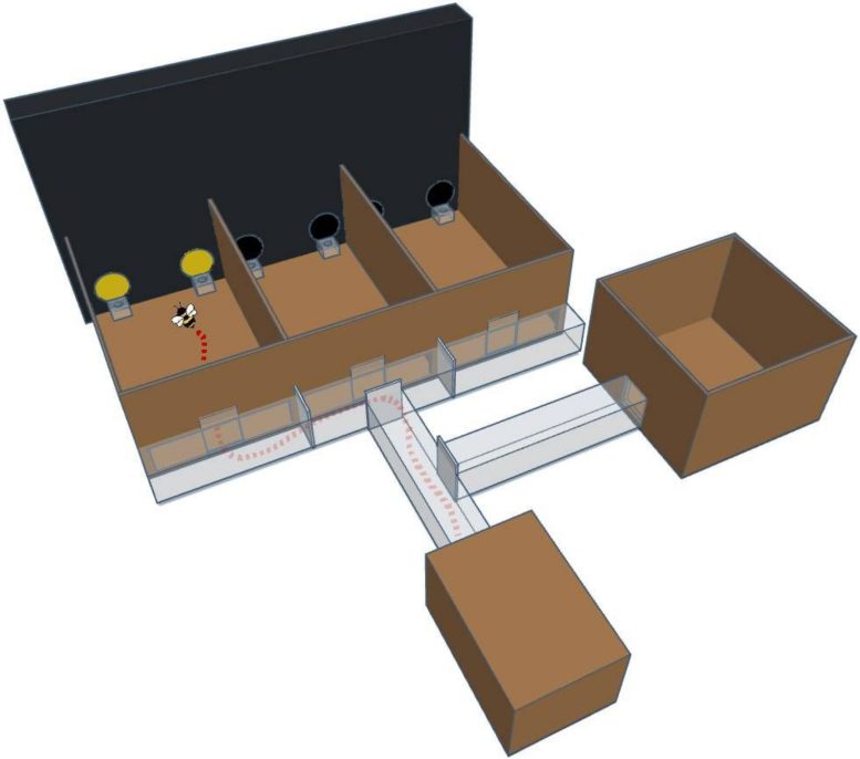 3D Model of the Experimental Apparatus Morse Code Bees
