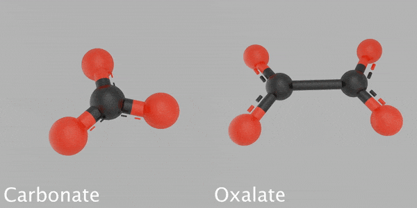 3D Models Carbonate Oxalate