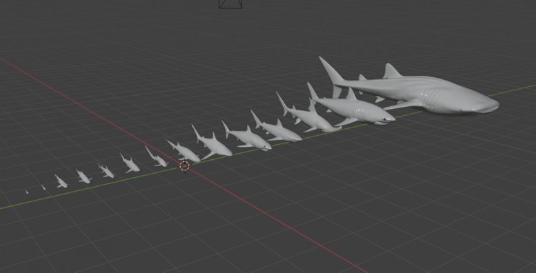 3D Models of Shark Sizes Used To Test Scaling Law