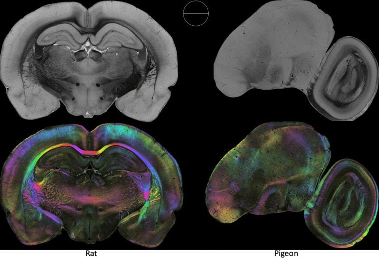 3D PLI Brain Similarities