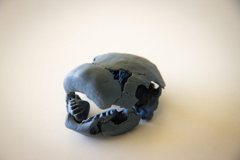 3D Print of Chirodipterus australis Skull