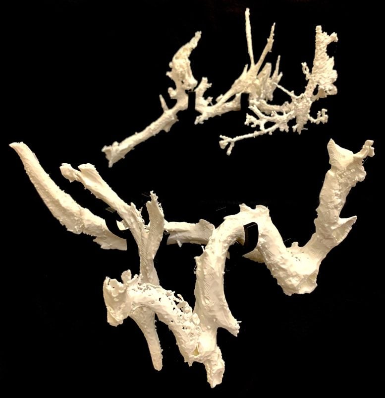 3D Printed Models of the Vessel Structures From a Rib Bone