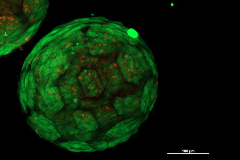 3D Printed Spheroid, Filled With Living Cells
