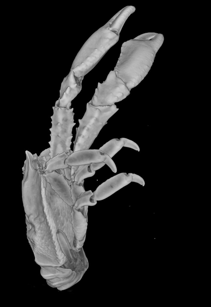 3D Reconstruction of Munidopsis girguisi