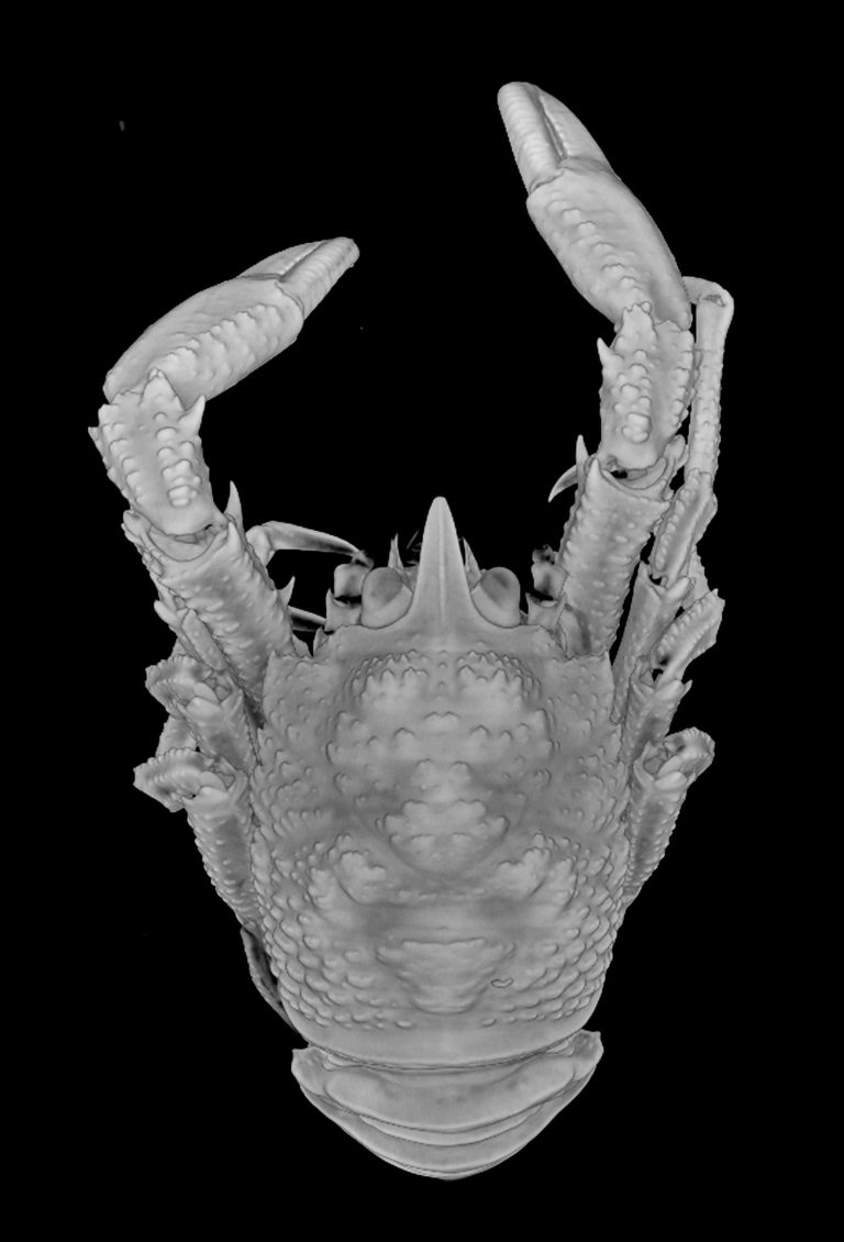 Harvard Researchers Discover Five New DeepSea Squat Lobster Species