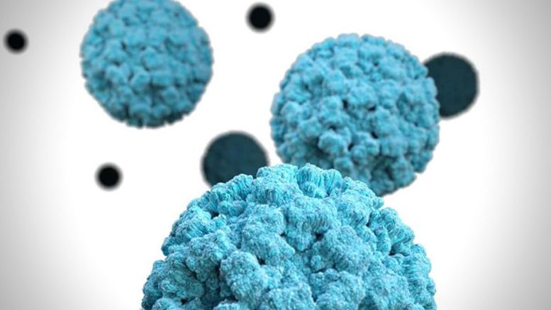 3D Rendered Model of Norovirus