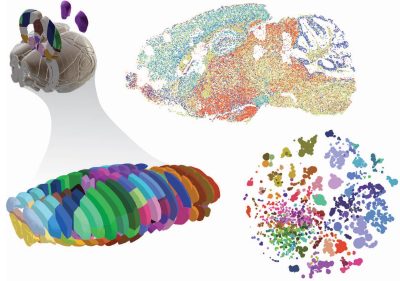 Decoding the Mouse Mind: Salk Institute’s Landmark Epigenomic Brain Atlas