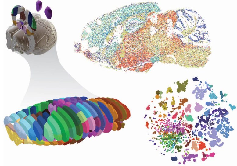 3D Renderings of Brain Analyses